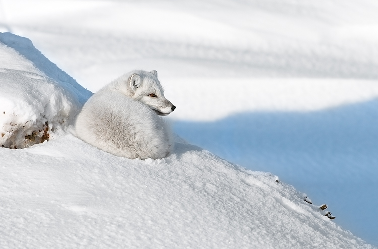 Arctic Fox at Rest