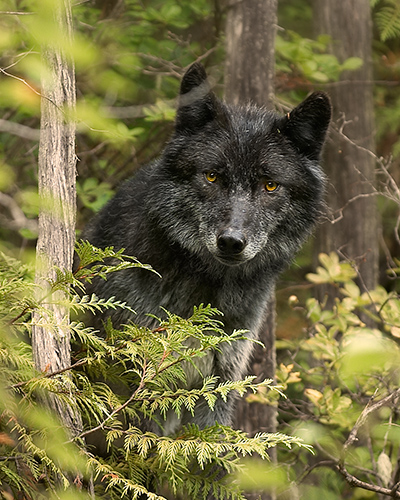 Wolf Emerging From Forest