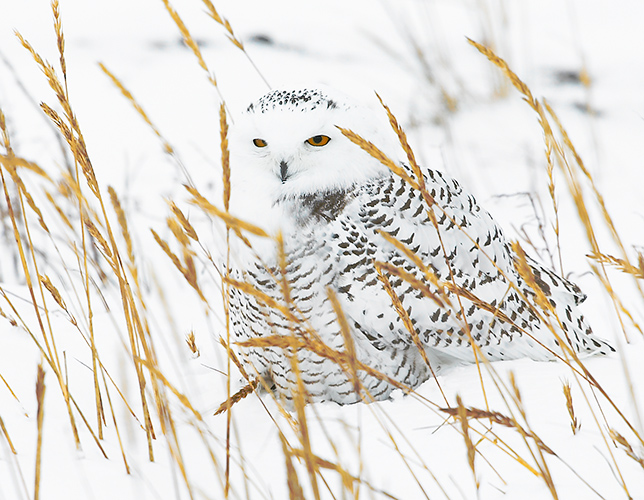 Snowy Owl in Grass
