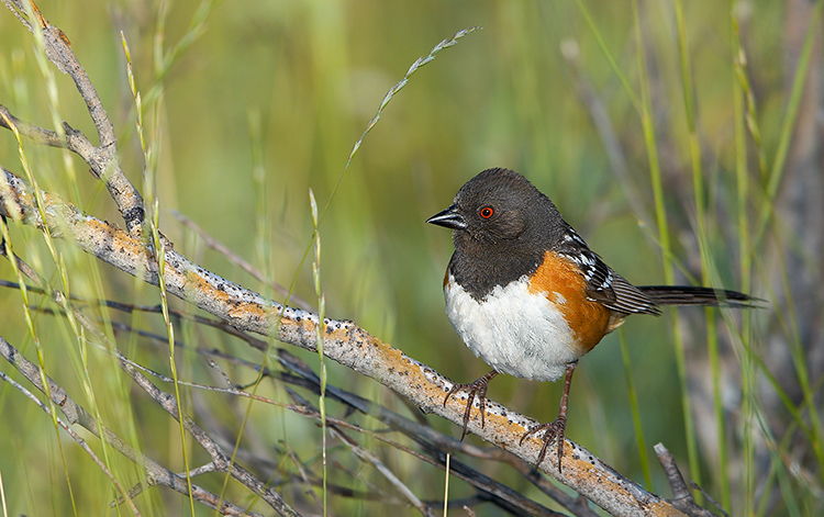 The Essential Spotted Towhee